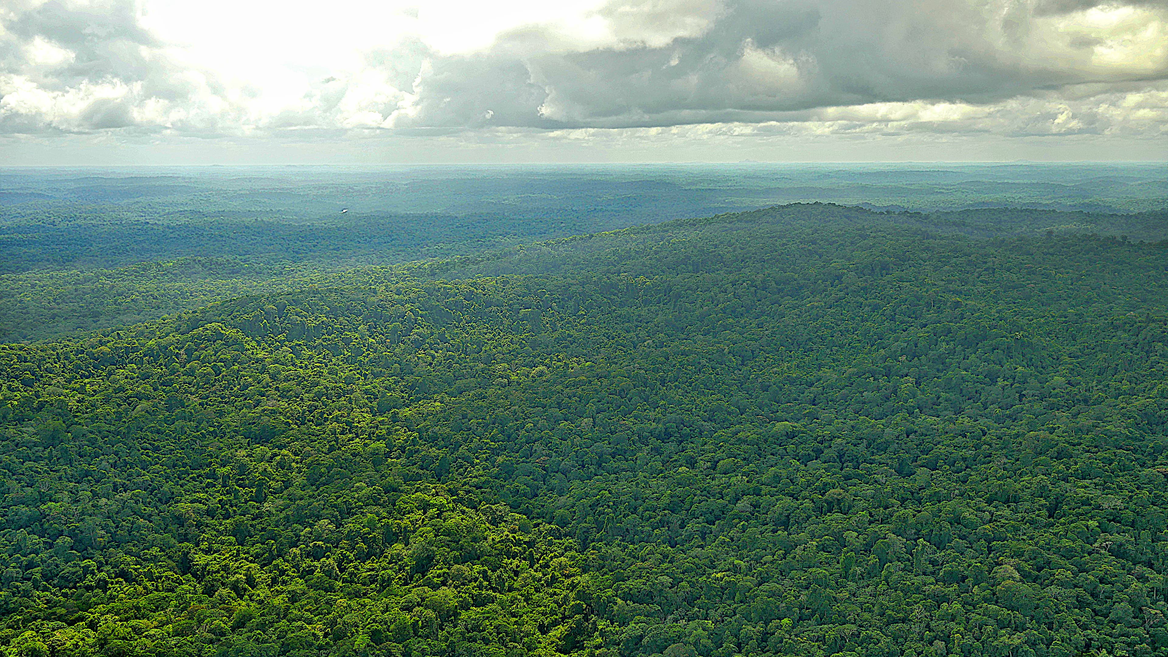 La forêt amazonienne Guyannaise
