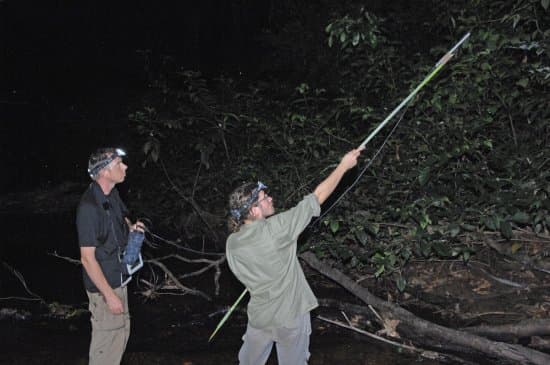 Écoute des sons enregistrés par un dispositif acoustique près de la station des Nouragues (Guyane française).